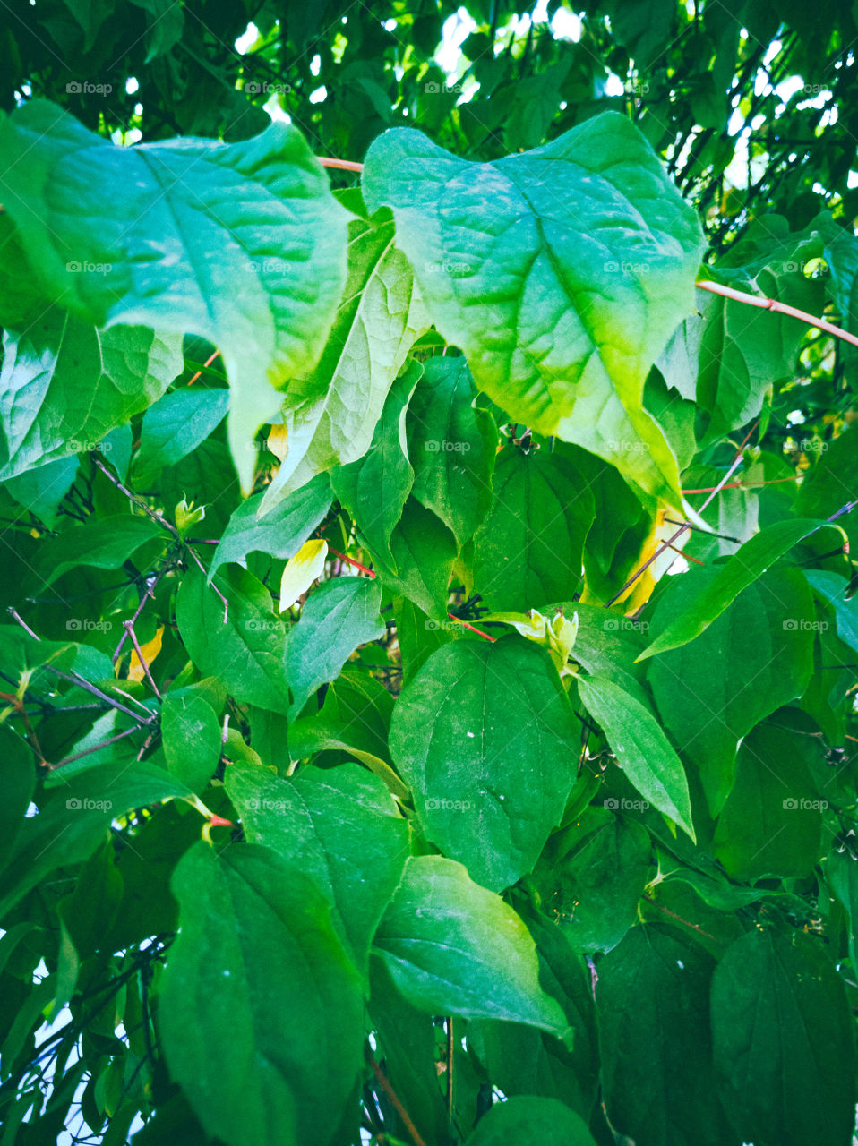 Leaves