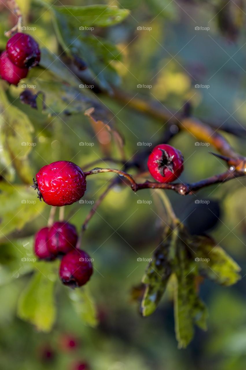 Hawthorn berries covered with dew.