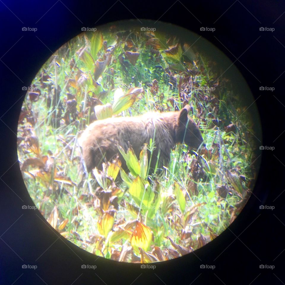 Bear through binoculars. This was an attempt at a homemade iPhone zoom lens. Taken in Sequoia National Park. 
