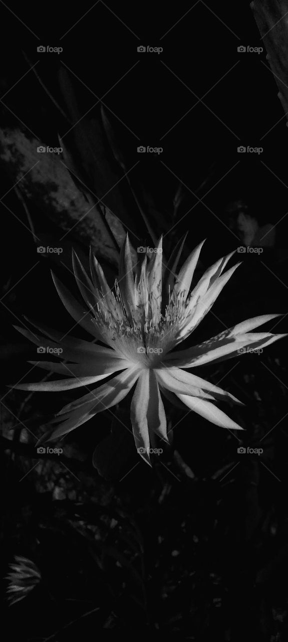 naturelover, black and white, beautiful flower, dark background, night, Kadupul flower