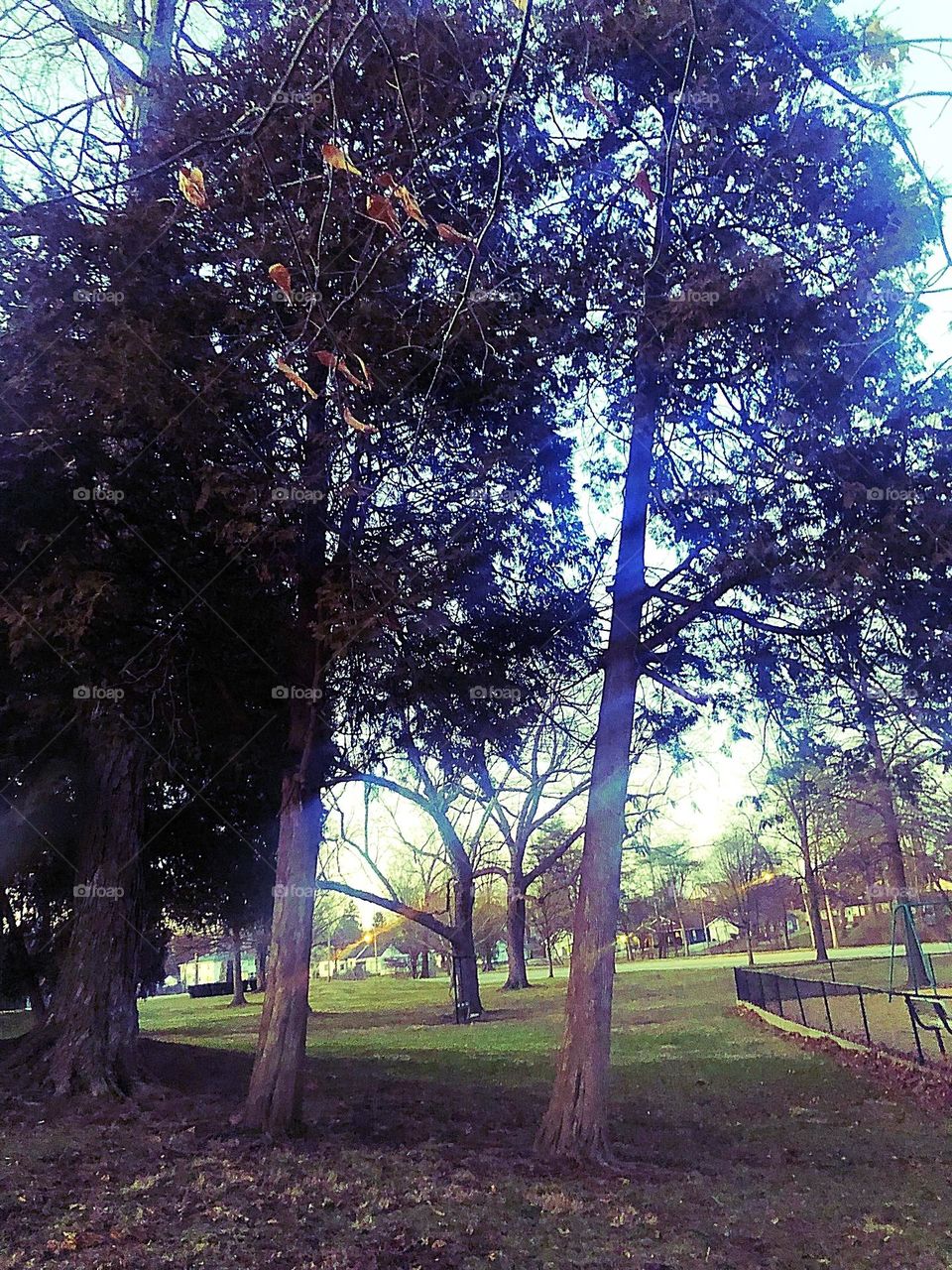 Twin trees growing side by side in a nearby park catching good lighting, landscape. 