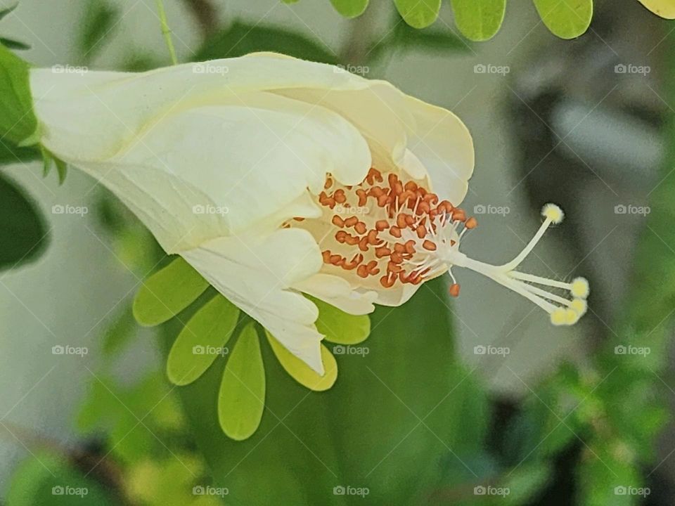morning hibiscus shoot