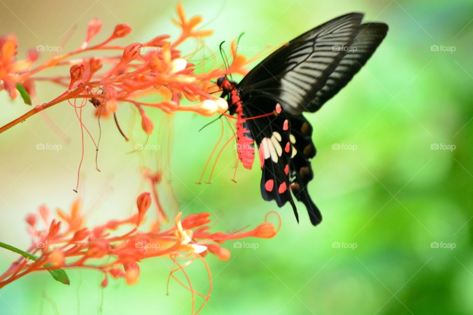 butterfly. Butterfly nectar feeders