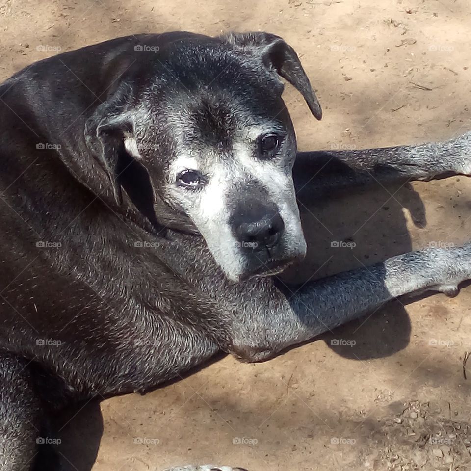 Kwanita my sweet sweet baby has passed away this morning. you'll be forever in my heart.