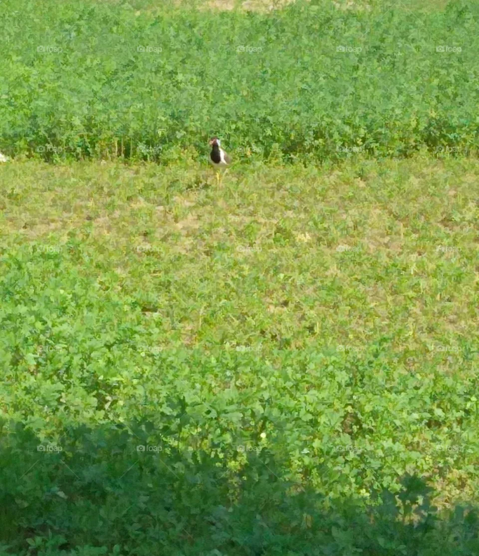 A Bird