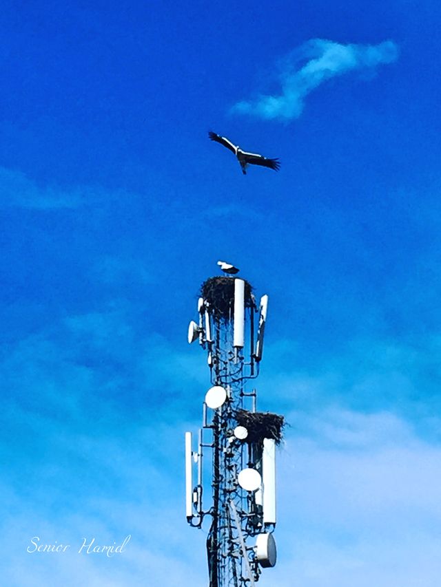 Storks and love