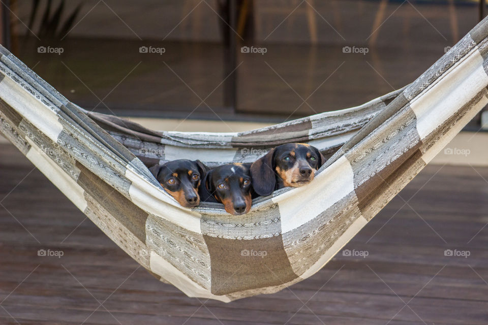 Dogs chilling  in the hammock
