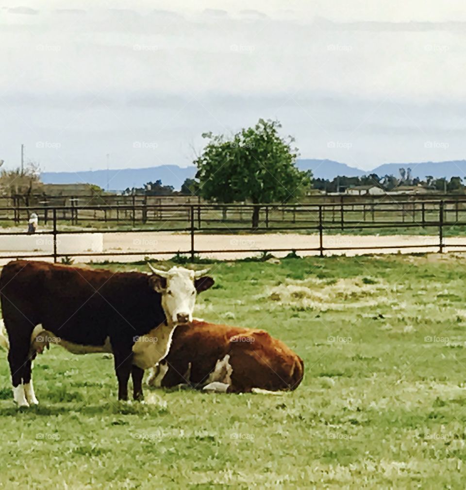 Two  Brown Cows