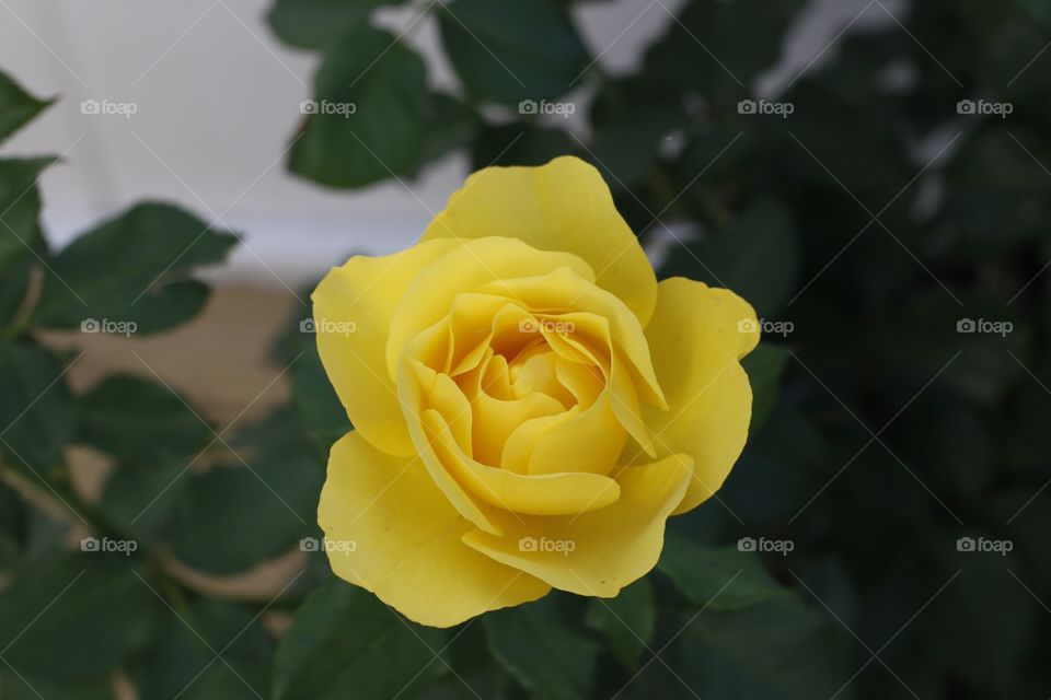 Yellow rose