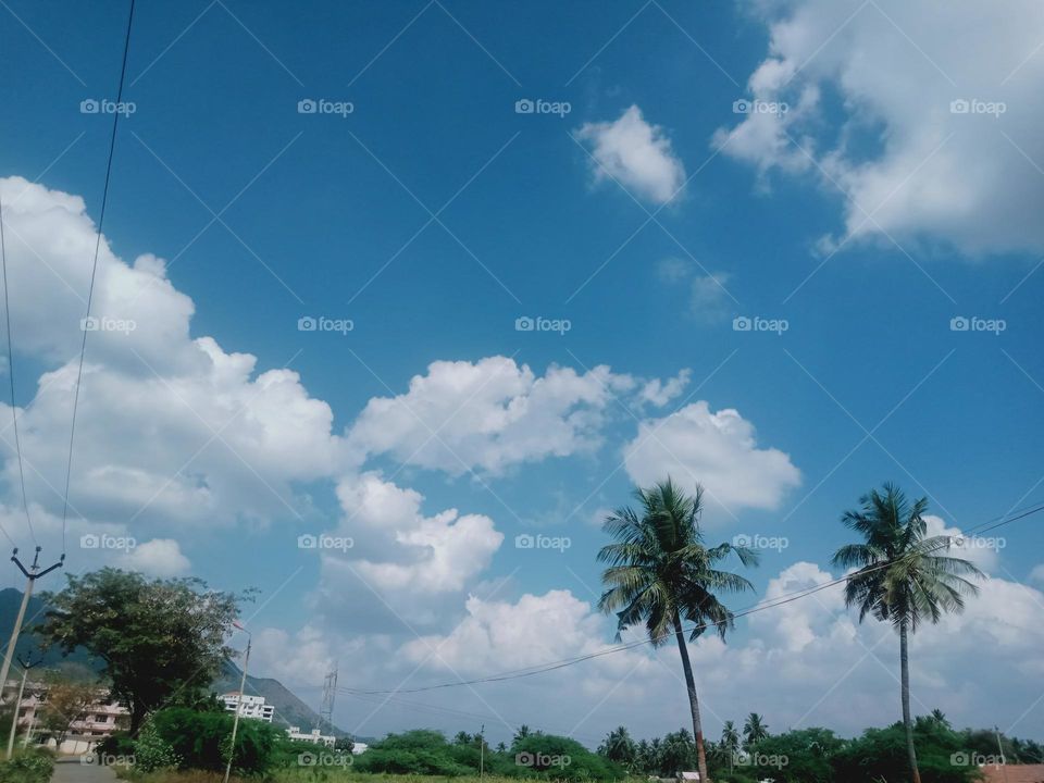 ravarma VanguvO / Coconut tree / Amazing clouds / Pure White / Blue sky