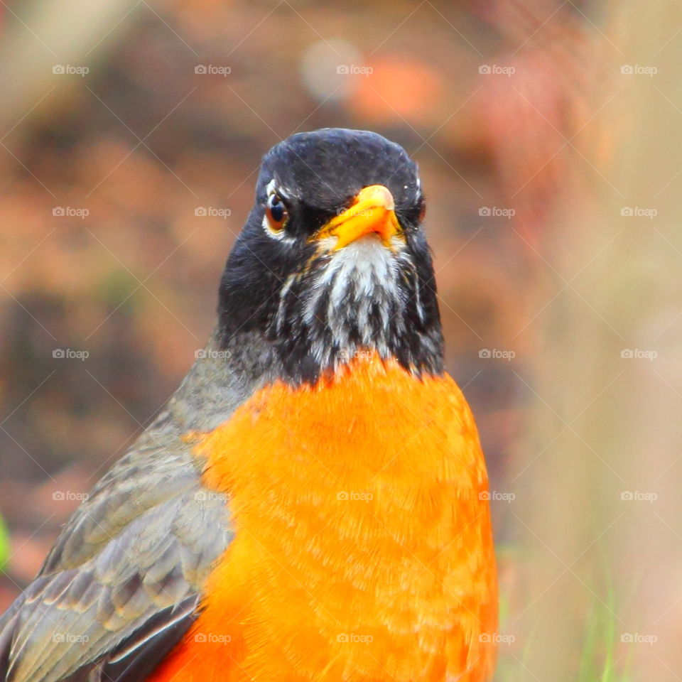 The Leader-American robin 