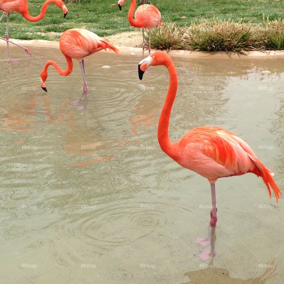 Flamingos