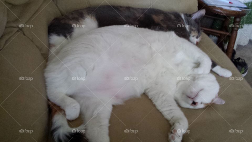 Marilyn and Greta taking a nap.