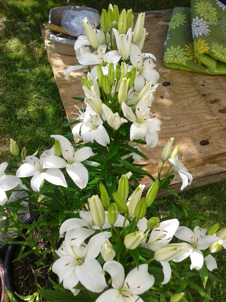white lily spray