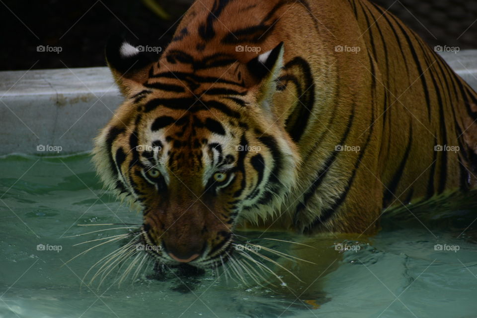 Furious eyes, Sharp ears, attacking mind: The Tiger