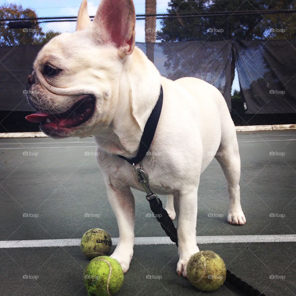 Dog with Balls