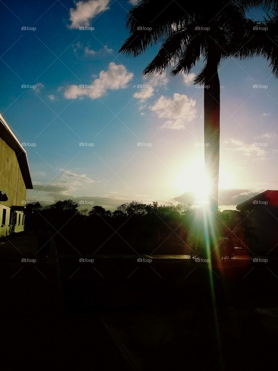 sunset with blue sky illuminating the palm tree