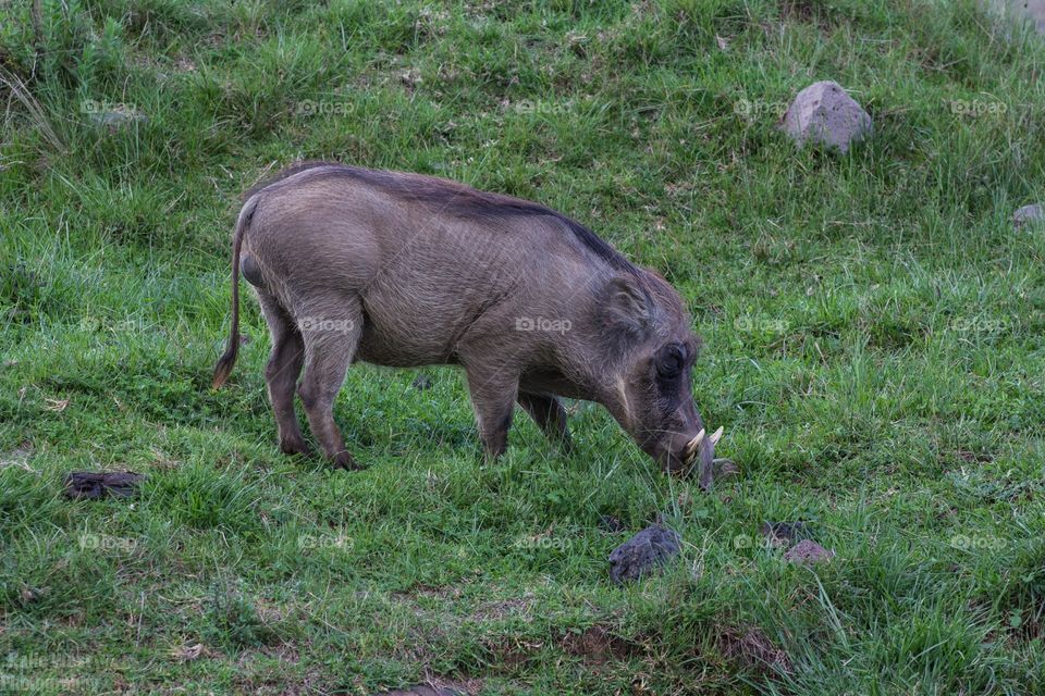 Warthog 