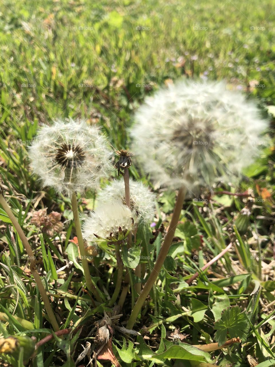 Dandelion patch stands firm in Oklahoma spring