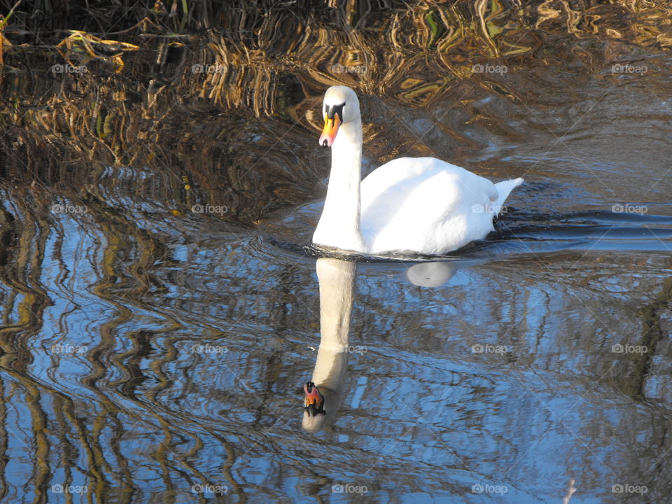 A swan swimming in a canal