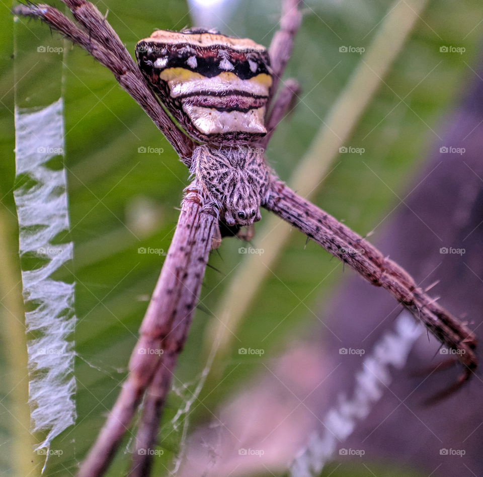 Spider with its  colourful back resting in its nest