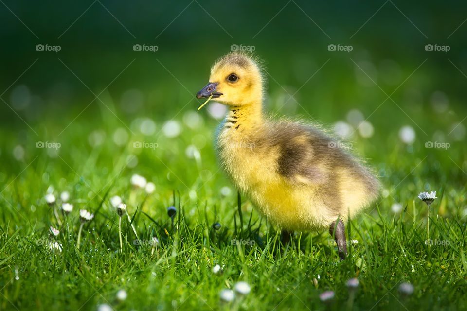 Goslings duck bird