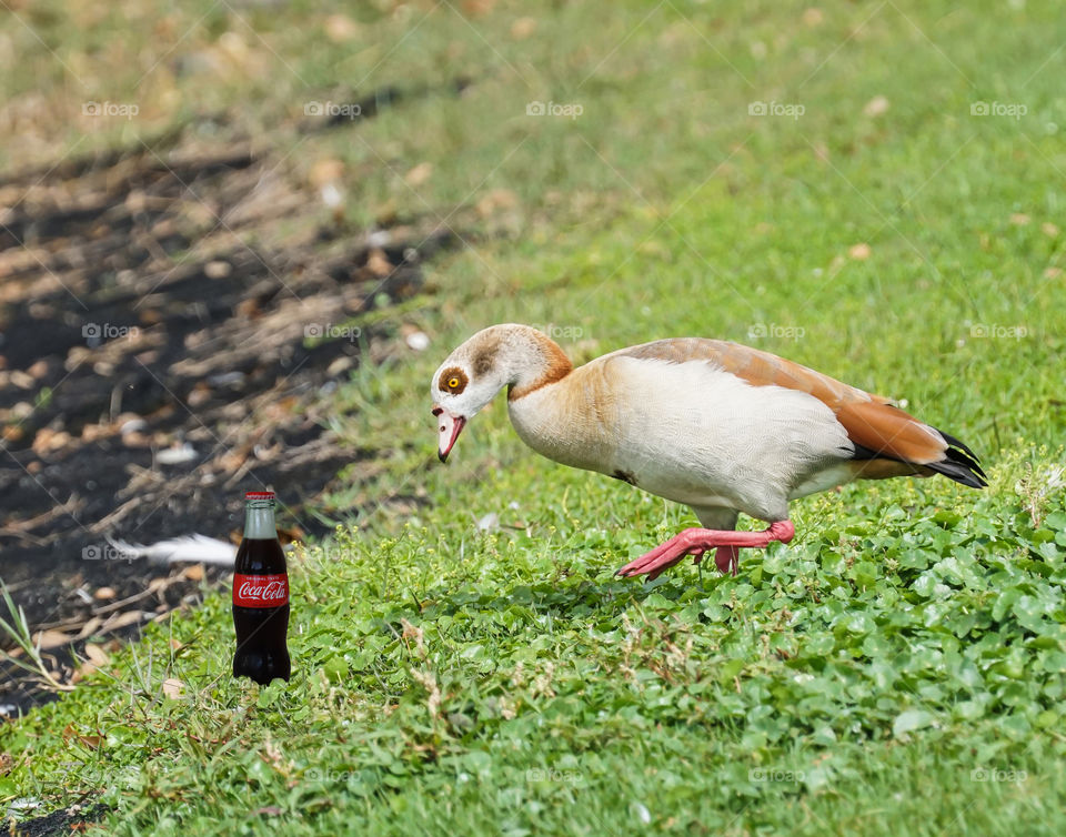 The Wildlife side of Coca Cola