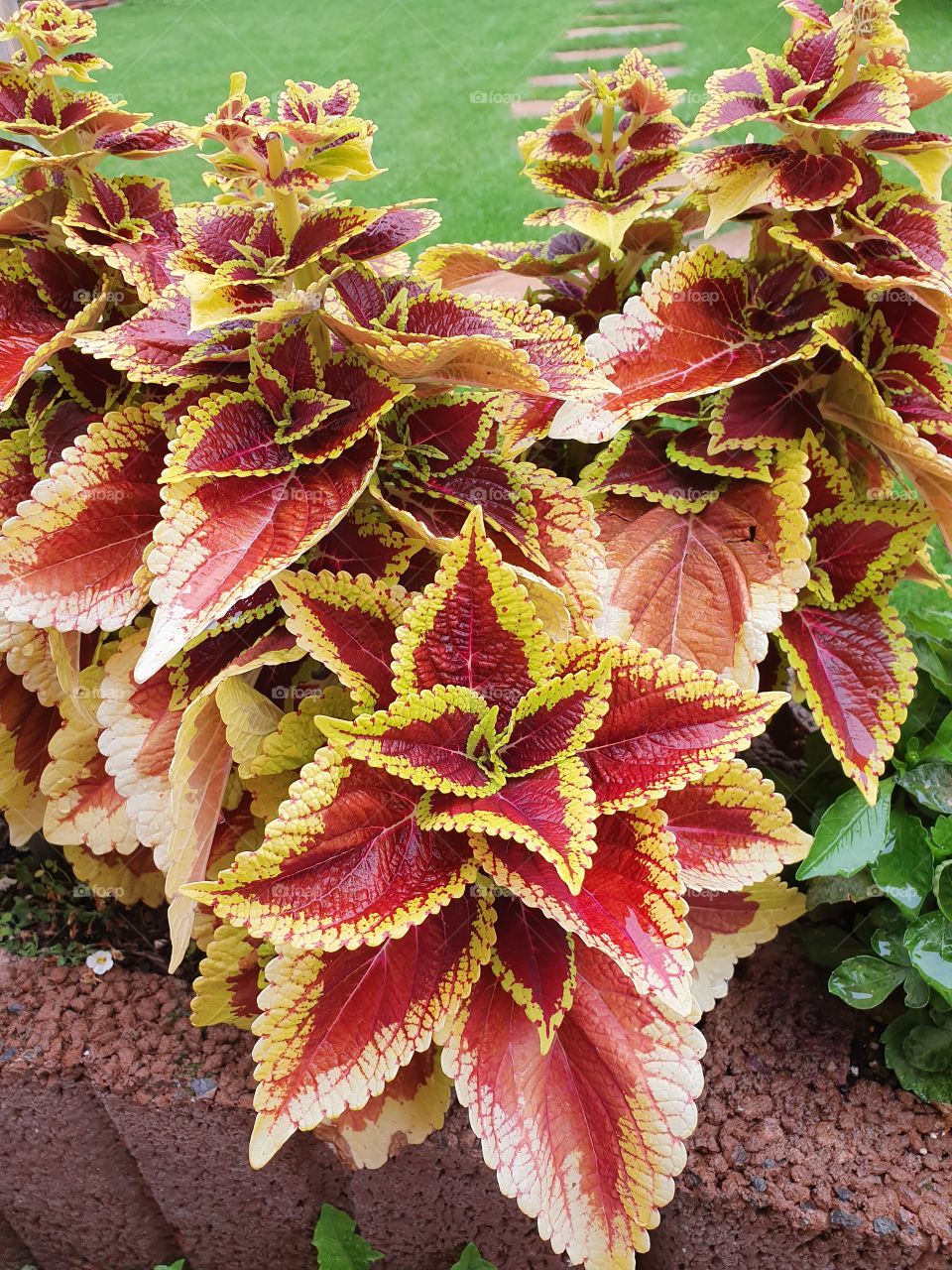 wunderschöne Pflanze