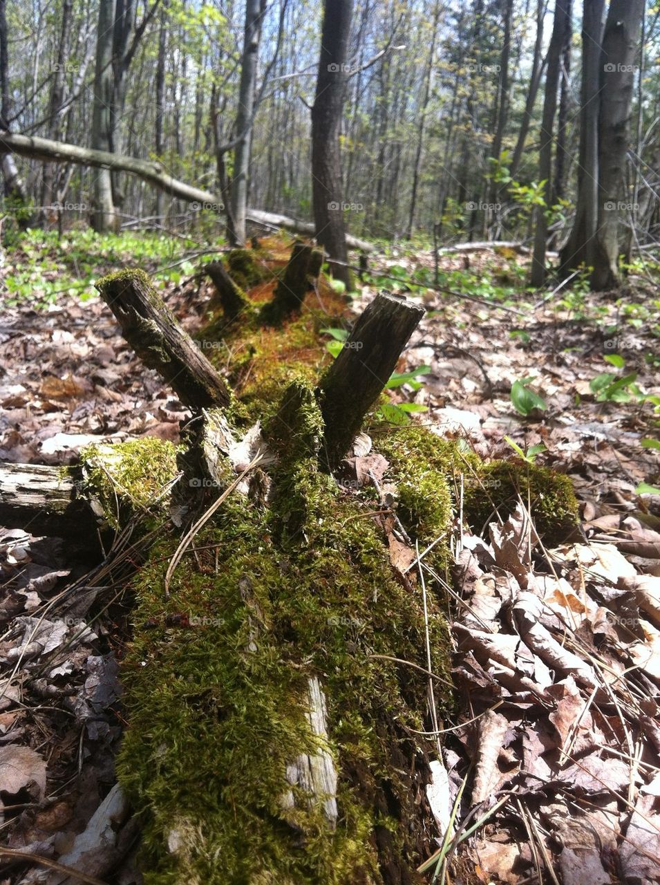 Old mossy tree laying in woods 