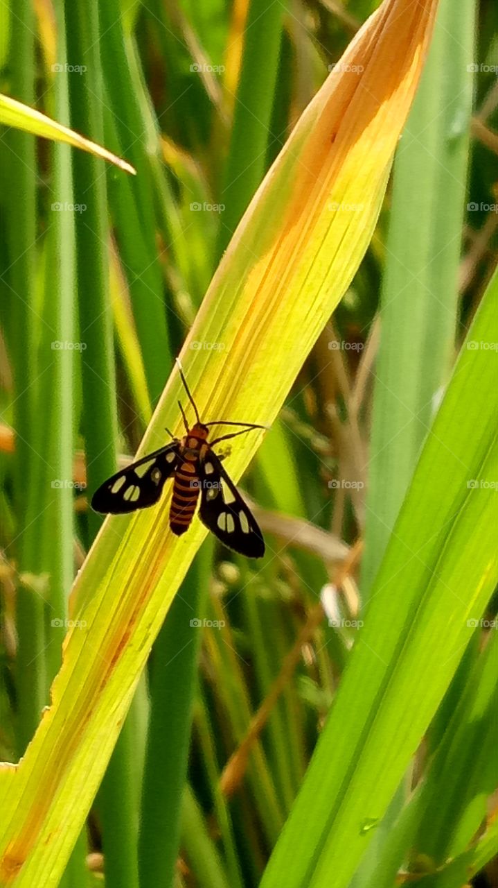 Black butterfly on green grass