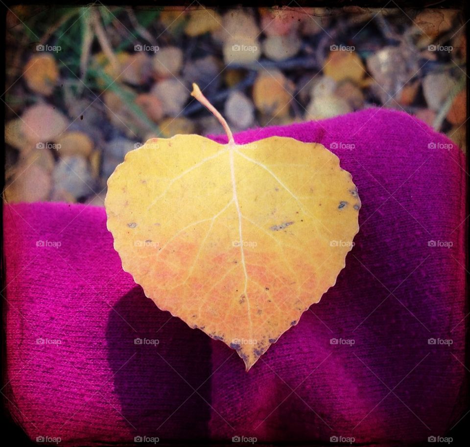 Fall Colors. A golden Aspen leaf landed on my arm when I went for a hike