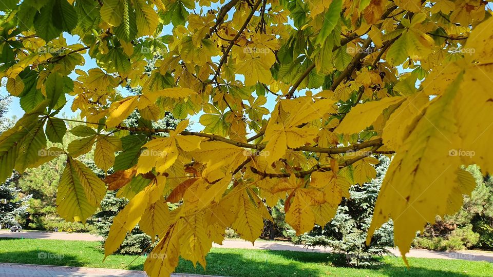 chestnut tree leaves branch in the park in fall