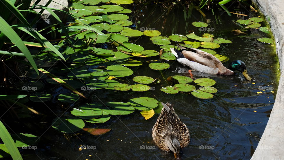 Ducks in a pond of lilly pads