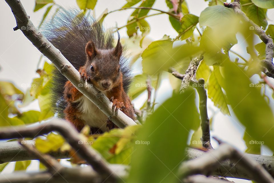 Brown squirrel on the tree