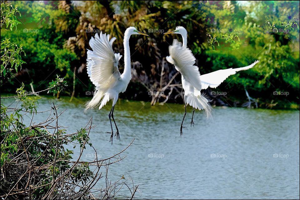 Aerial Egrets.