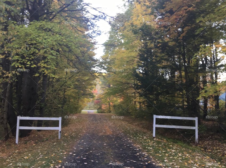 Driveway in fall