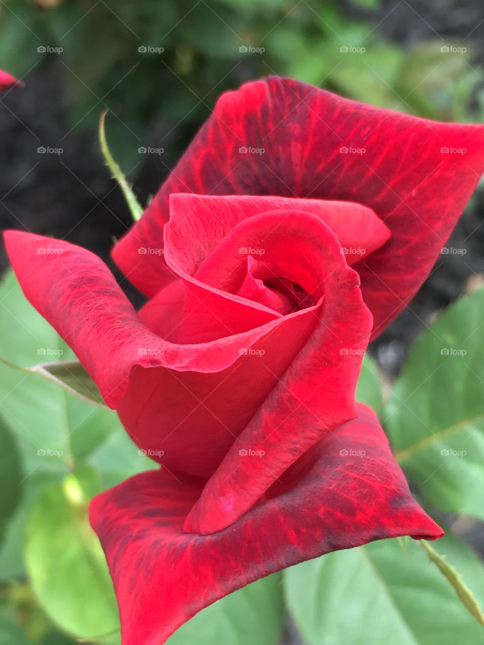 Bicolor rose