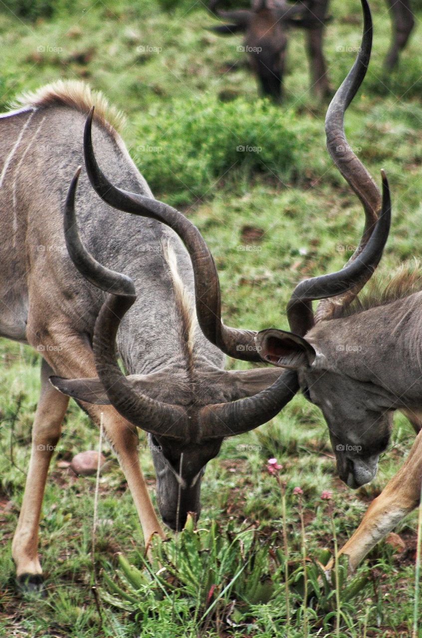 two kudu locking horns