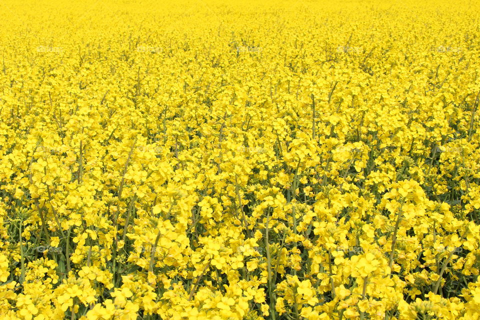 Yellow rapefield in blossom