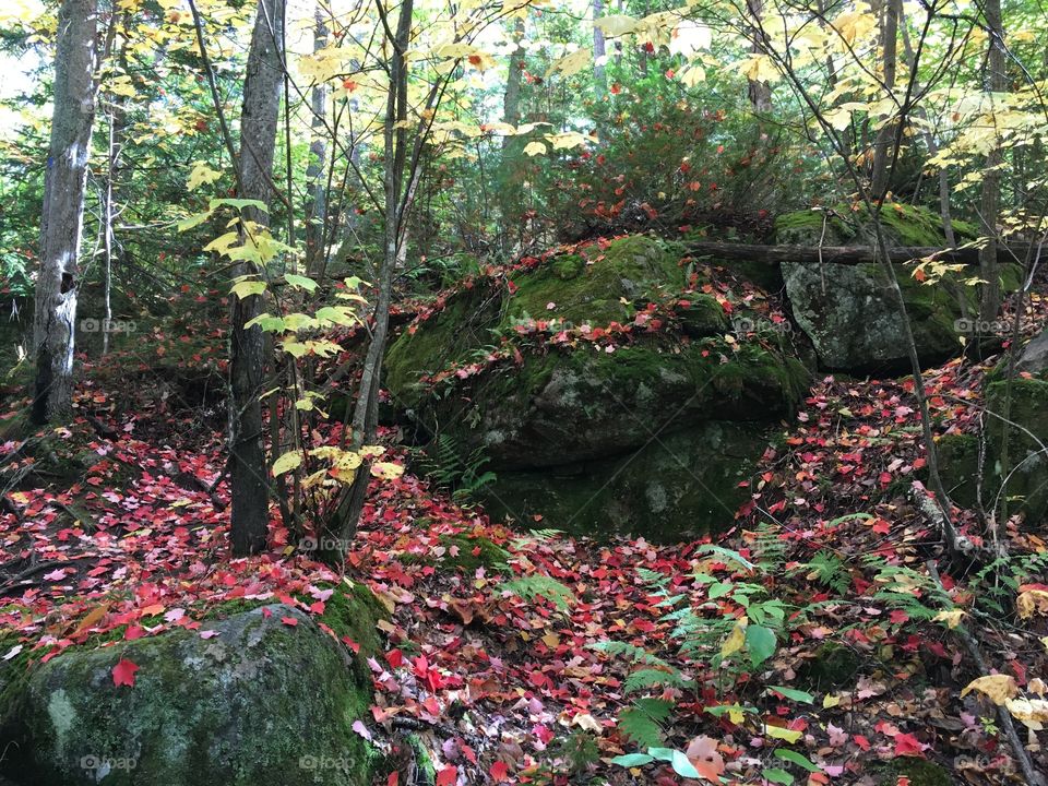 Fallen leaves in the woods