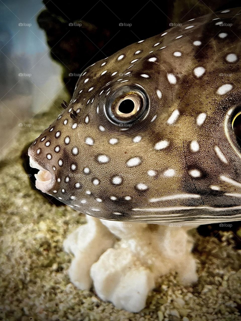 White Spotted Puffer Fish Circles