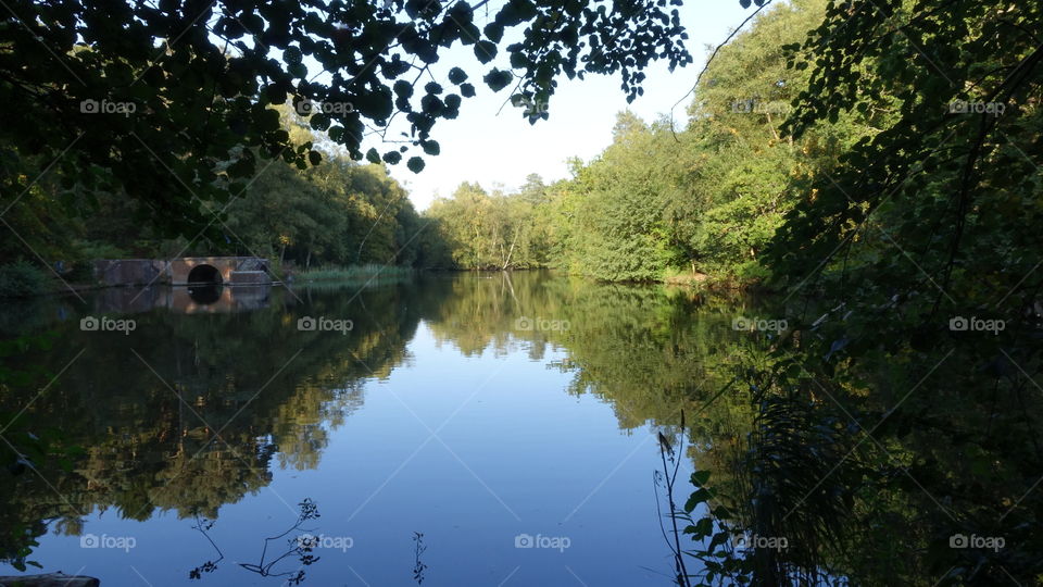 Natures stunning reflections