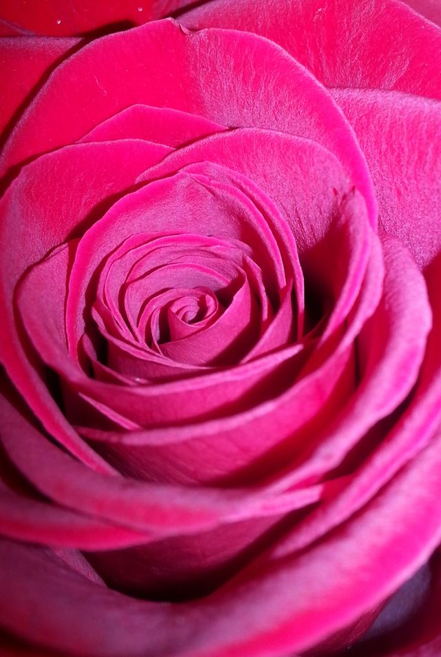 Red Red Rose