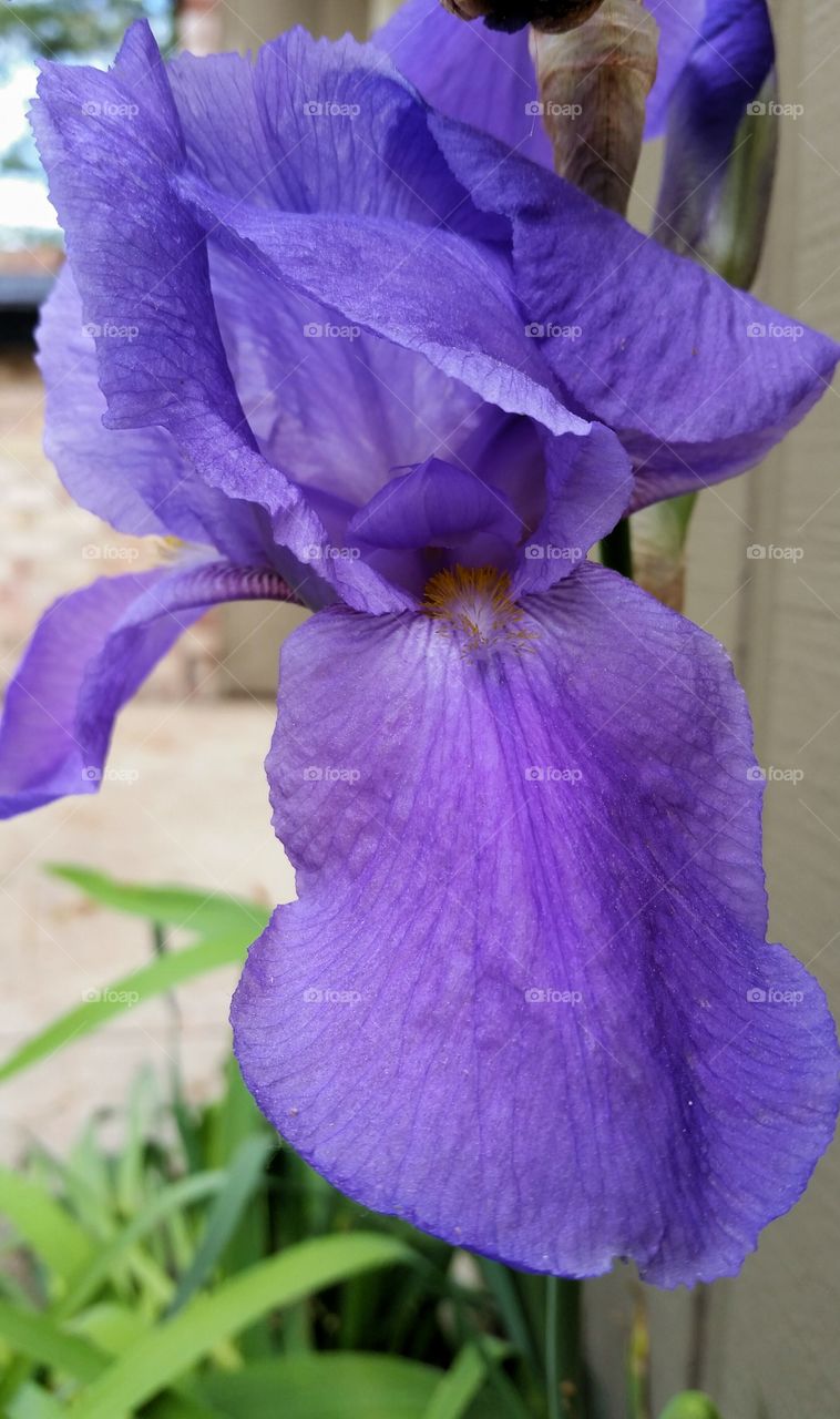Purple Faced Iris