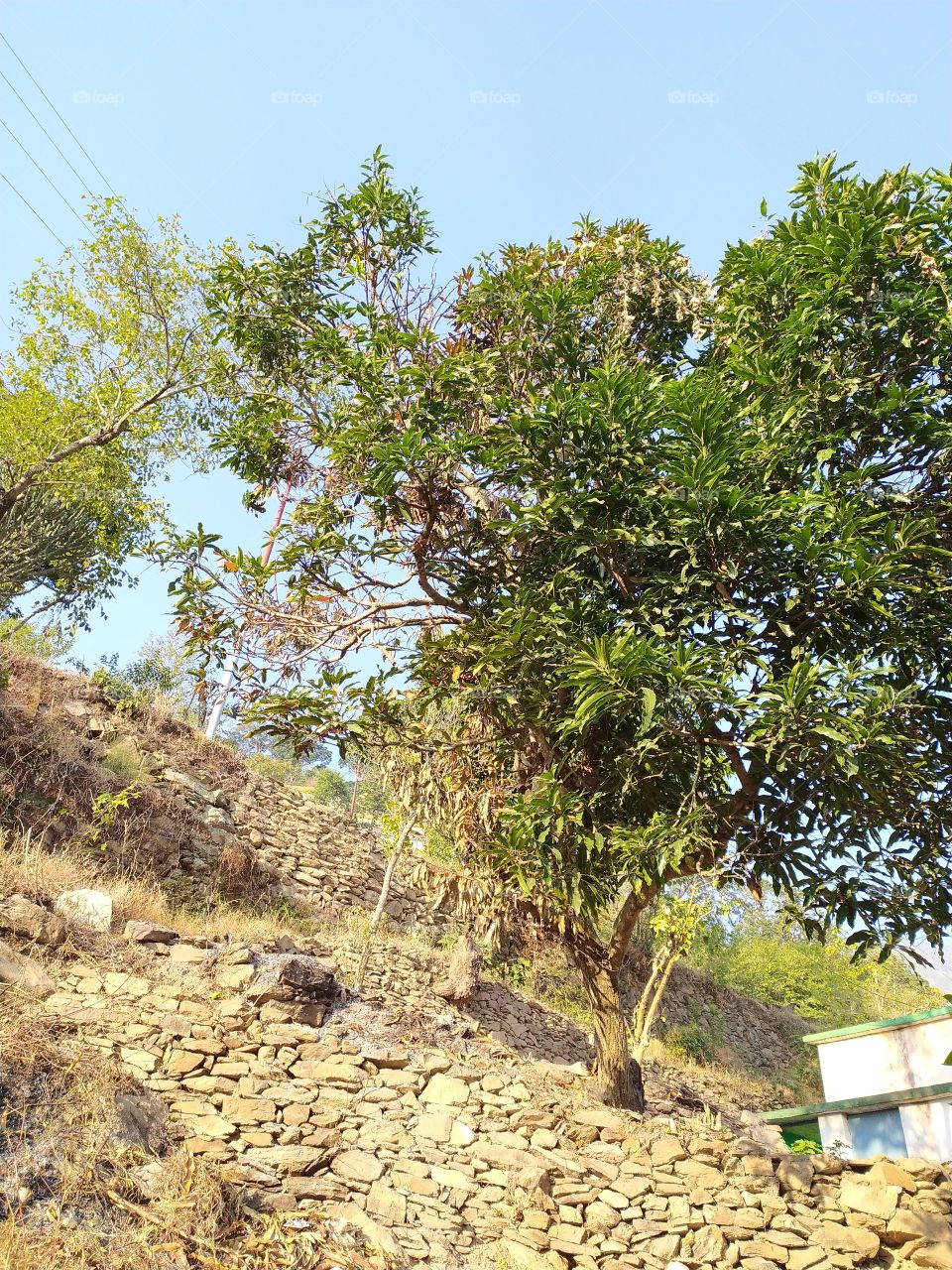 The mango tree in our village garden