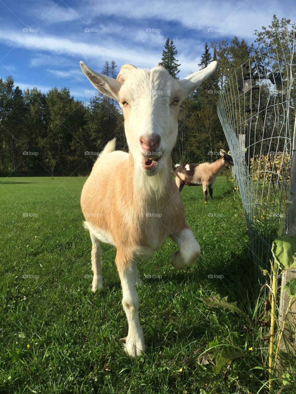 Gardening with Goats