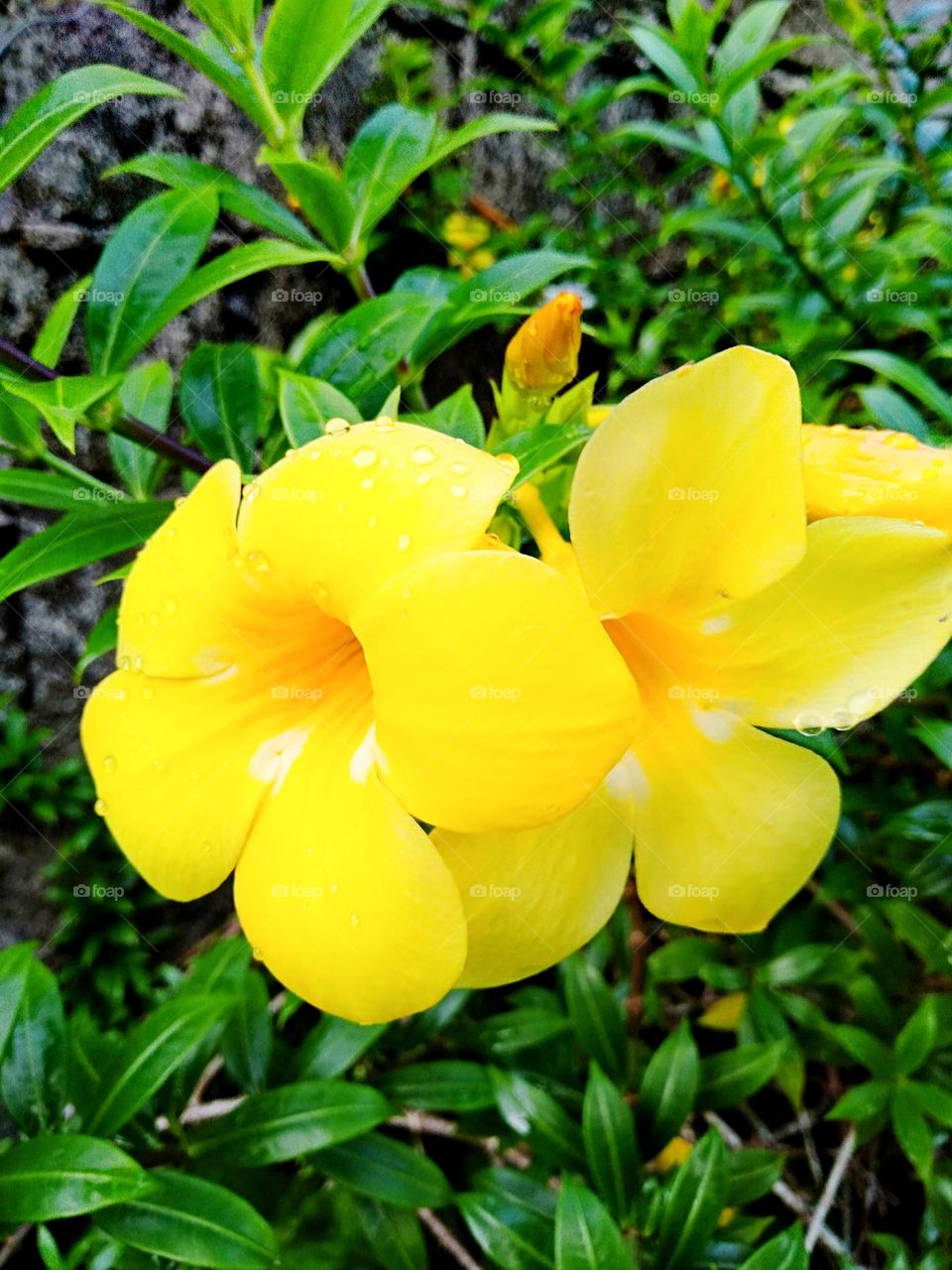 The lovely yellow bell flowers at its finest!