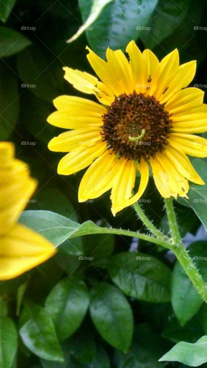 close- up of a wild sunflower