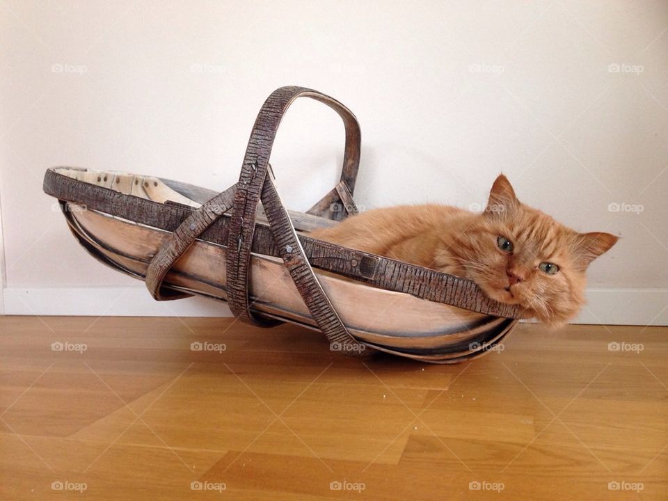 A cat in a basket