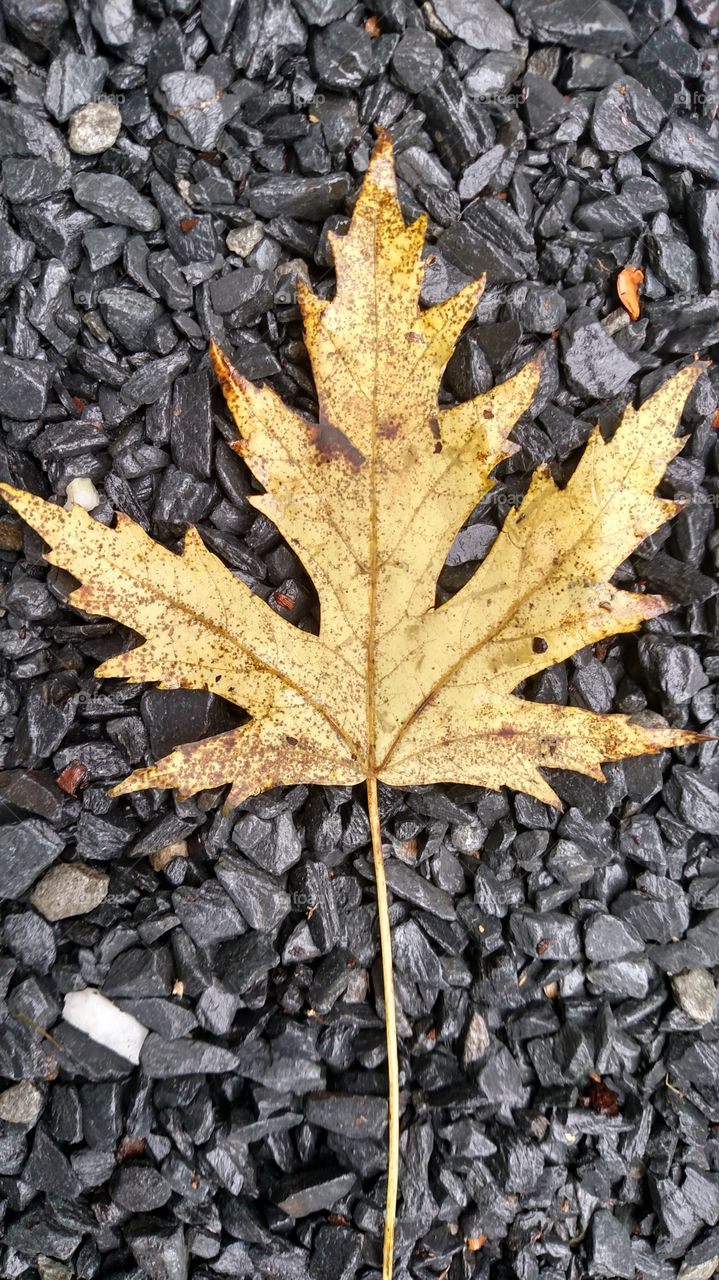 Fall Leaf